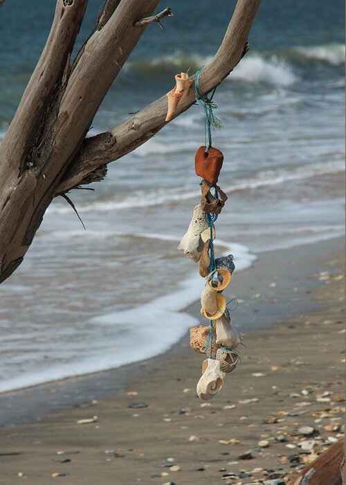 South Carolina Greeting Card featuring the photograph Shells on a String by Patricia Schaefer