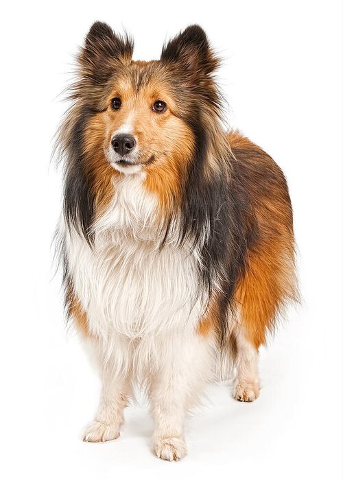 Dog Greeting Card featuring the photograph Shetland Sheepdog Dog Isolated on White by Good Focused