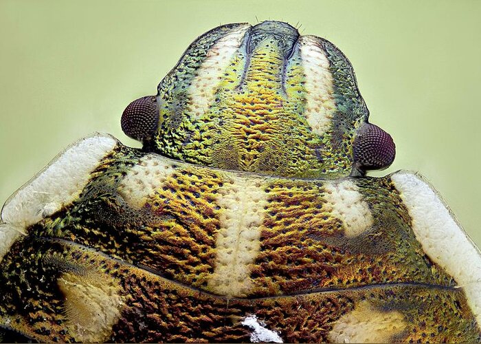 Animal Greeting Card featuring the photograph Shield Bug Head by Nicolas Reusens