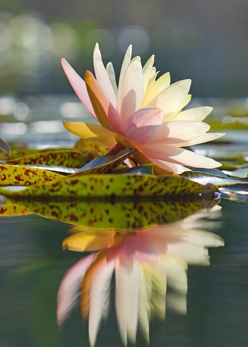 Water Lily Greeting Card featuring the photograph Shining Water Lily by Leda Robertson