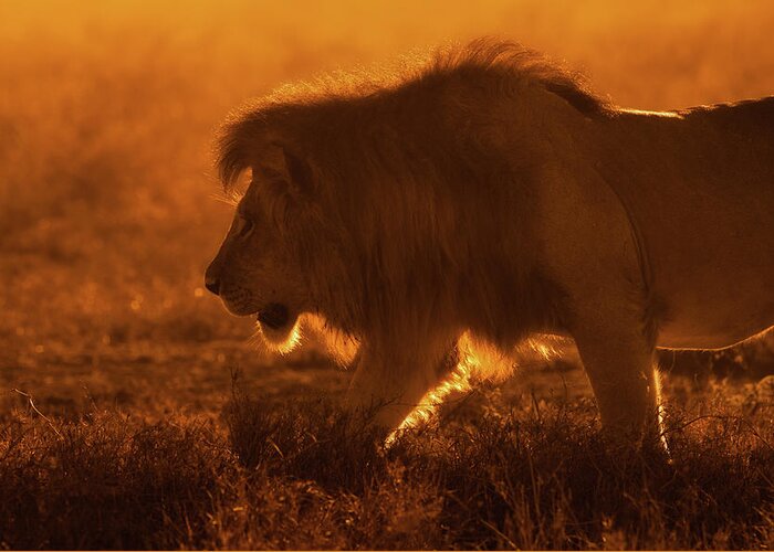 Lion Greeting Card featuring the photograph Shiny King by Mohammed Alnaser