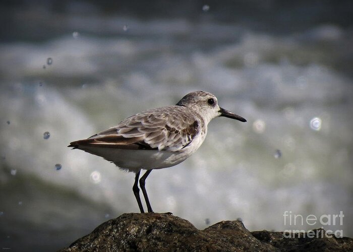 Birds Greeting Card featuring the photograph Shore Sanderling by Deborah Smith