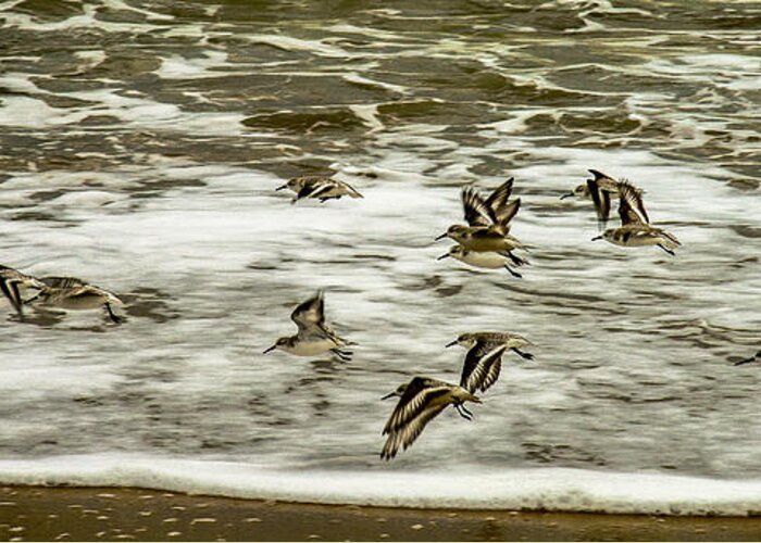 Shorebirds At Duck Framed Prints Greeting Card featuring the photograph Shorebirds At Duck by John Harding