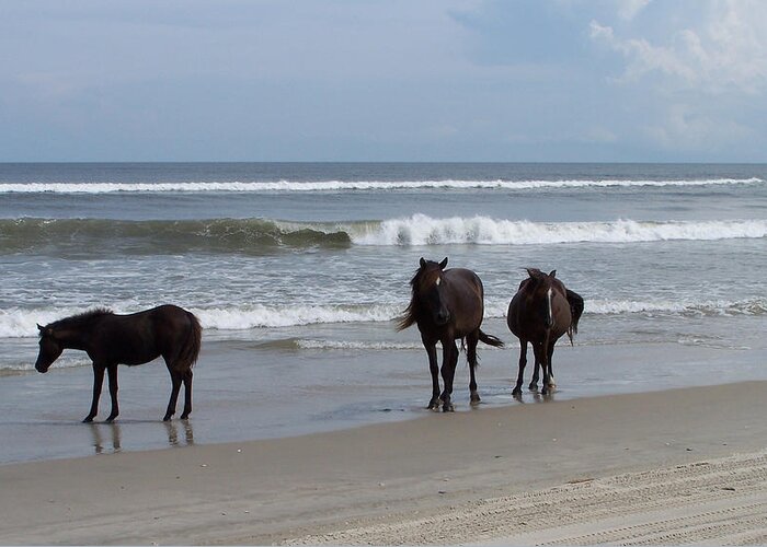 Wild Spanish Mustangs Greeting Card featuring the photograph Shoreline Stroll by Kim Galluzzo