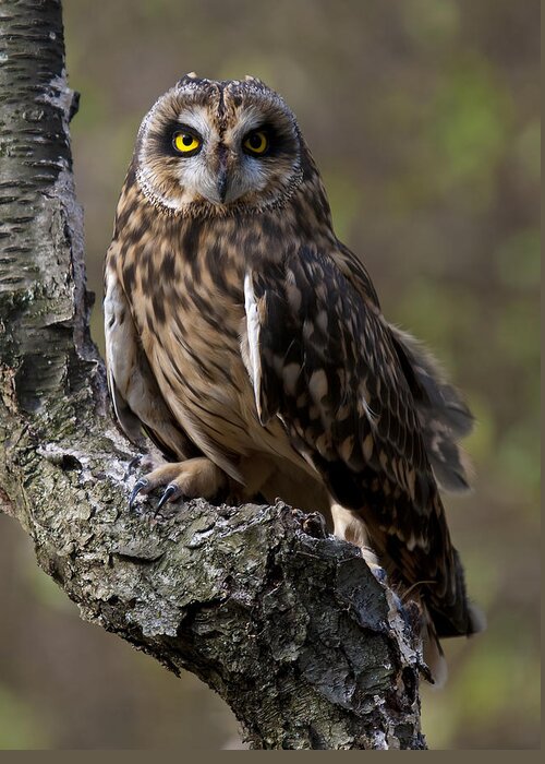 Short-eared Greeting Card featuring the photograph Short-eared Owl Asio Flammenus by Paul Cannon