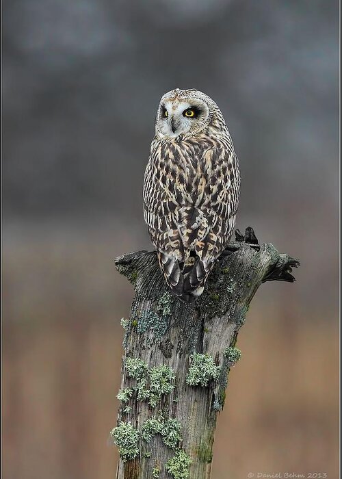 Short Eared Owl Greeting Card featuring the photograph Short Eared owl Perched by Daniel Behm