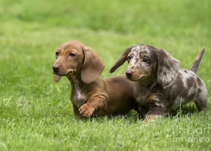 short hair weiner dog