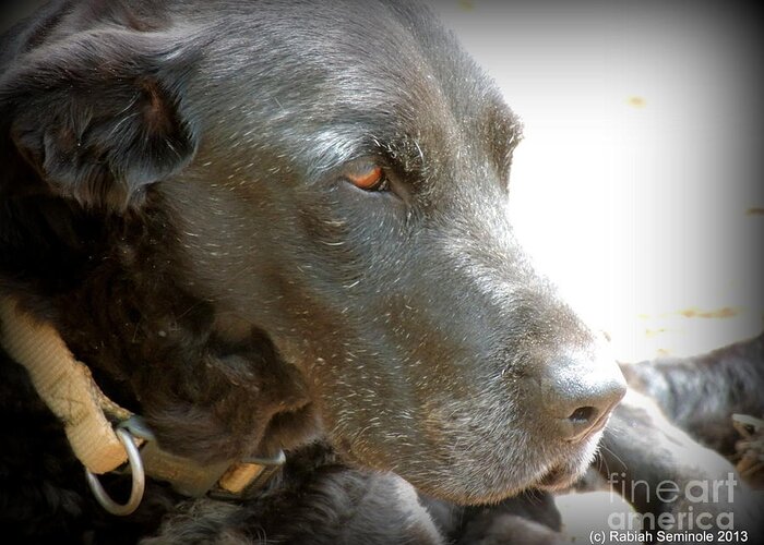 Dog Greeting Card featuring the photograph Showing his age by Rabiah Seminole