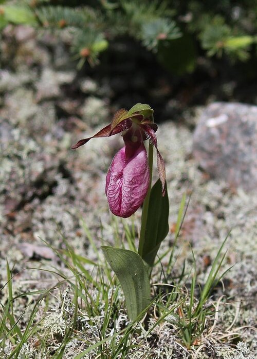 Lady Slipper Greeting Card featuring the photograph Showy Lady's Slipper 1 by Ruth Kamenev