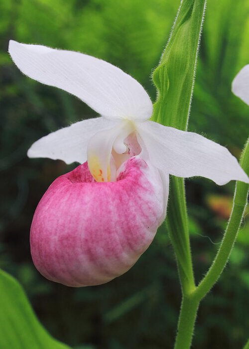 Wildflower Greeting Card featuring the photograph Showy Lady's Slipper by John Burk