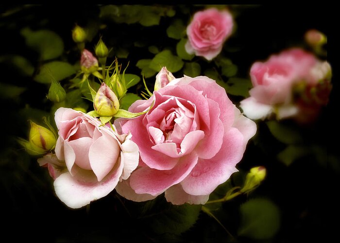 Nature Greeting Card featuring the photograph Shrub Rose by Jessica Jenney