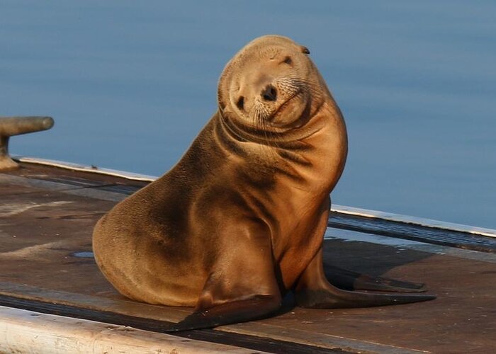 Wild Greeting Card featuring the photograph Shy Sea Lion Pup by Christy Pooschke