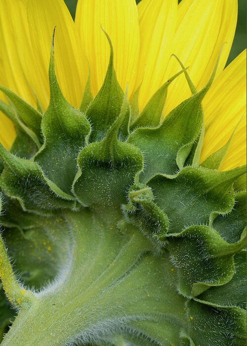 Flower Greeting Card featuring the photograph Shy Sunflower by Nancy De Flon