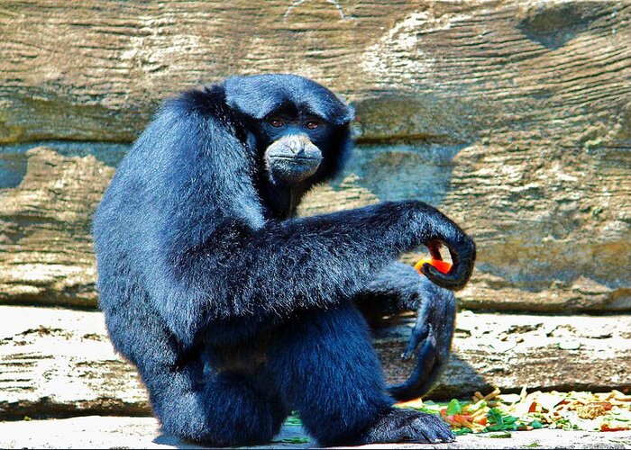 Hylobates Syndactylus Greeting Card featuring the photograph Siamang Having A Snack by Cynthia Guinn