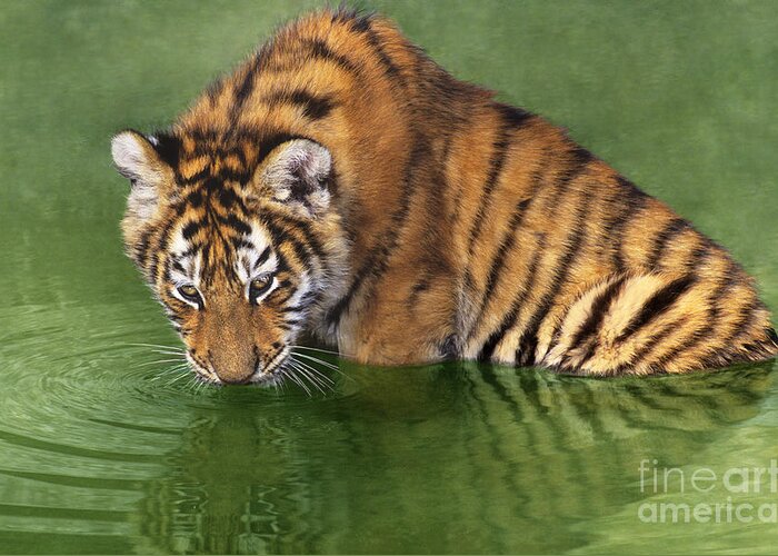 Siberian Tiger Greeting Card featuring the photograph Siberian Tiger Cub in Pond Endangered Species Wildlife Rescue by Dave Welling