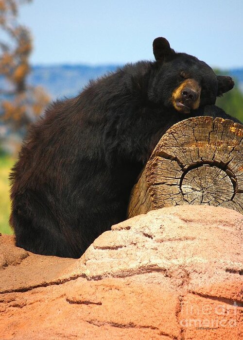 Bear Greeting Card featuring the photograph Siesta by Veronica Batterson