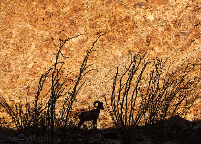 Animal Greeting Card featuring the photograph Silhouette Bighorn Sheep by John Wadleigh