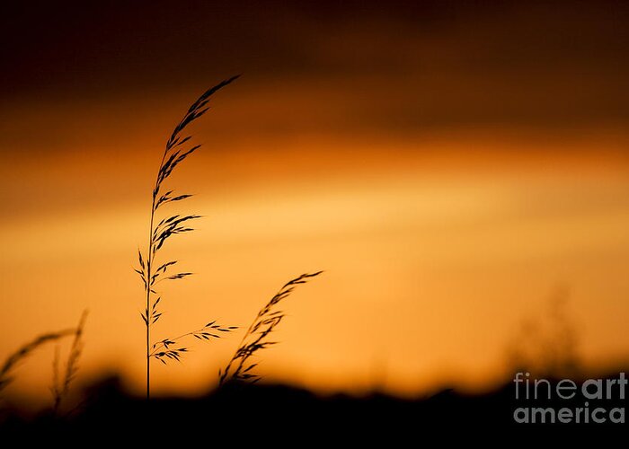 Grass Greeting Card featuring the photograph Silhouette Grasses by Tim Gainey