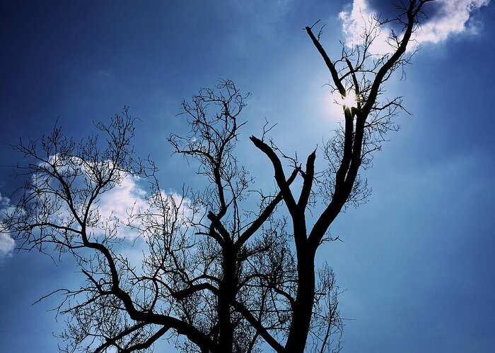 Ash Greeting Card featuring the photograph Silhouette of old tree branches against blue sky backlit by Bernard Jaubert