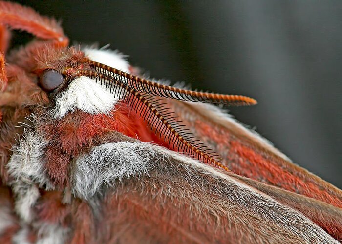 Moths Greeting Card featuring the photograph Silk Moth Macro by Peggy Collins