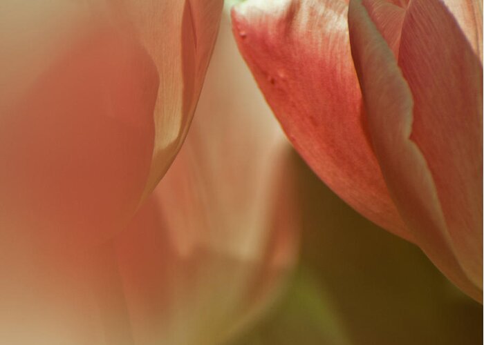 Tulips Greeting Card featuring the photograph Silky Soft by Jani Freimann