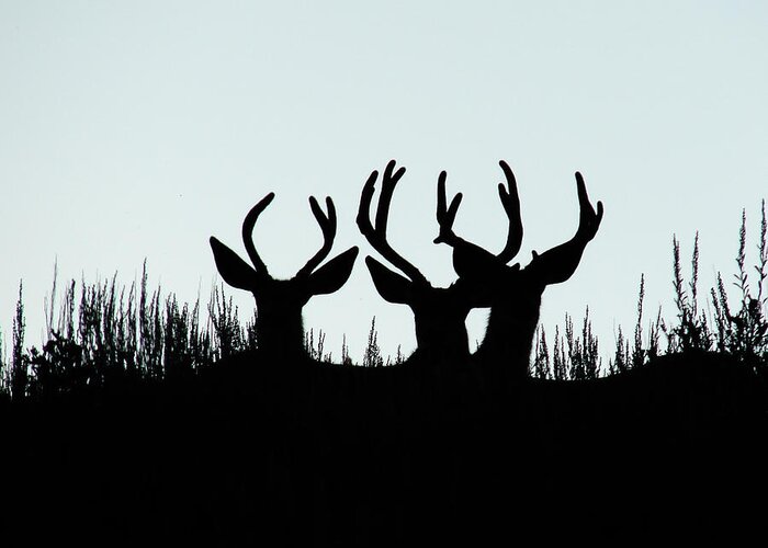 Buck Greeting Card featuring the photograph Deer Silhouette by Carl Moore