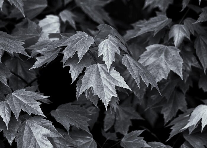 Maple Leaves Greeting Card featuring the photograph Silver Maple by Dan Hefle