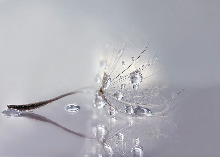 Dandelion Greeting Card featuring the photograph Silver by Rina Barbieri