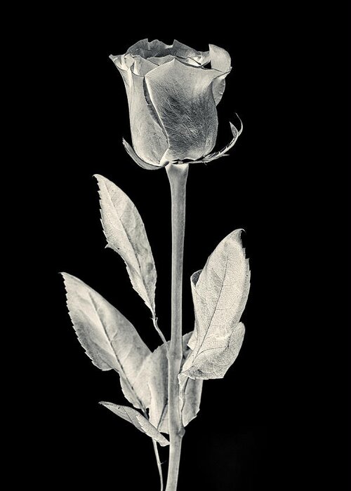 3scape Greeting Card featuring the photograph Silver Rose by Adam Romanowicz