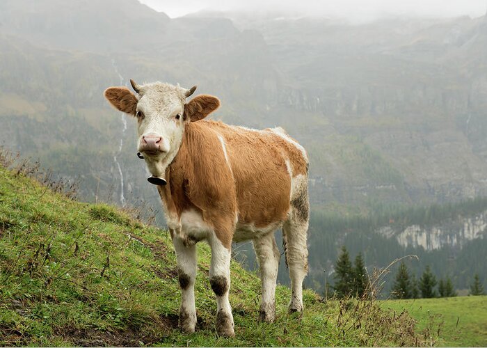 Scenics Greeting Card featuring the photograph Simmental Cow On Alp In Bernese by Boogich