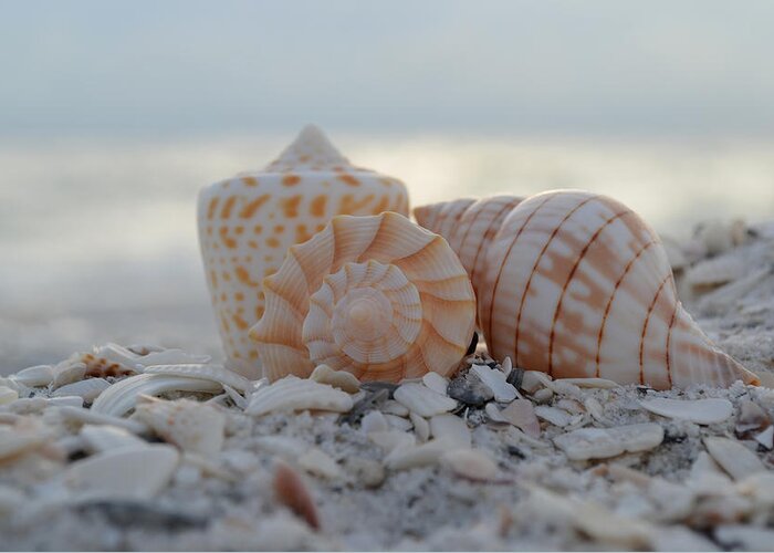 Seashells Greeting Card featuring the photograph Simplicity and Solitude by Melanie Moraga