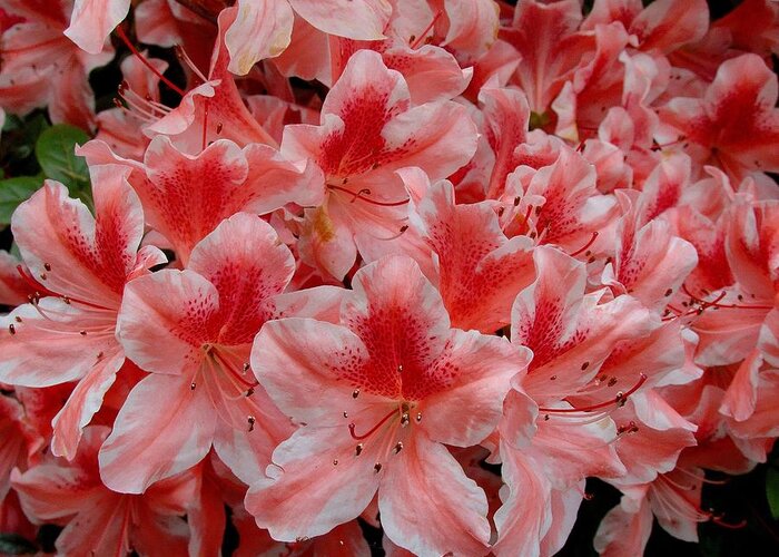 Fine Art Greeting Card featuring the photograph Simply Azaleas by Rodney Lee Williams