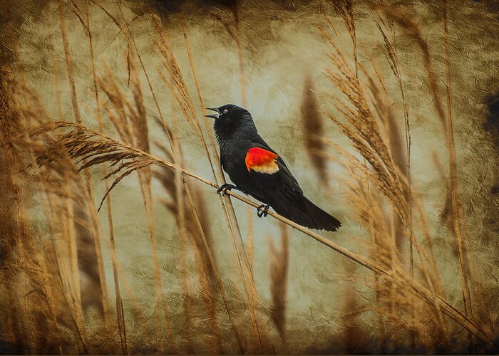 Red Wing Blackbird Greeting Card featuring the photograph Singing Red Wing by Cathy Kovarik