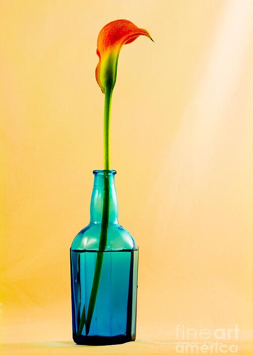 Calla Lily Greeting Card featuring the photograph Single Calla In Blue Bottle by Richard J Thompson 