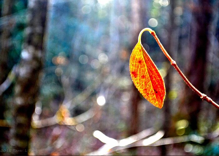 Smithgall Woods Greeting Card featuring the photograph Single Leaf by Tara Potts