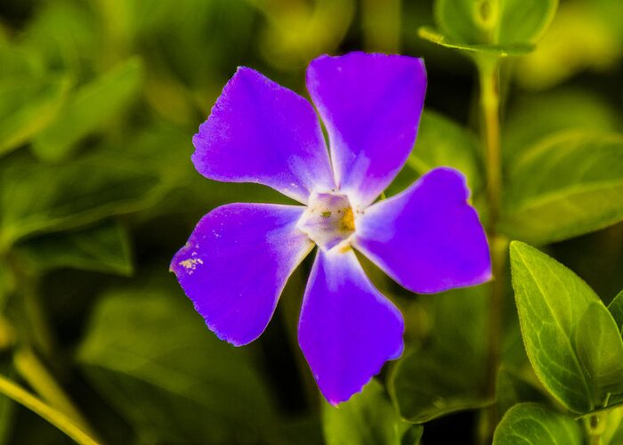 Flower Greeting Card featuring the photograph Single Purple Flower by Cj Avery