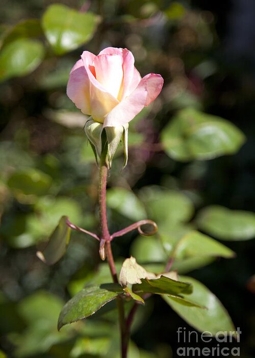 Pink Photographs Greeting Card featuring the photograph Single Rose by David Millenheft