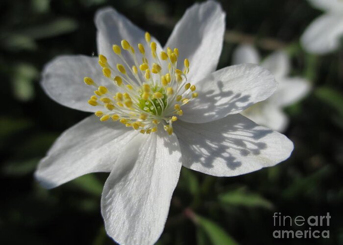 White Wood Anemones Greeting Card featuring the photograph Single White Wood Anemone by Martin Howard