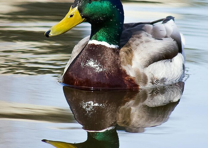 Duck Greeting Card featuring the photograph Sitting Pretty by Nikki Vig