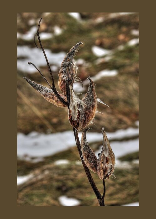 Milkweed Greeting Card featuring the photograph Six Milkweed Pods by Karl Anderson