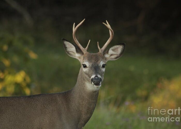 Sparring Greeting Card featuring the photograph Six Point Buck by Jim Lepard
