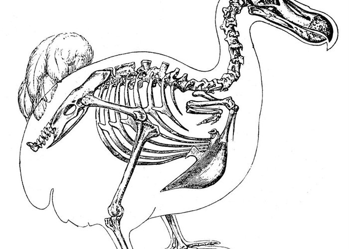Dodo Greeting Card featuring the photograph Skeleton And Outline Of Dodo Bird by Science Source