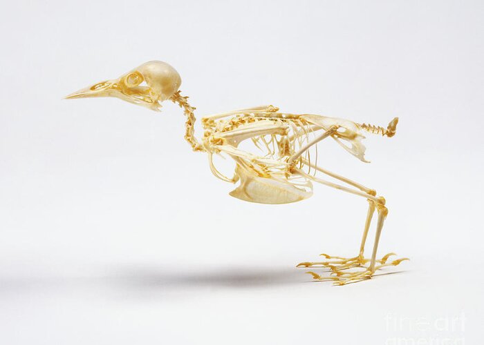 Anatomy Greeting Card featuring the photograph Skeleton Of A Starling, Sturnidae Sp by Simon Battersby / Dorling Kindersley