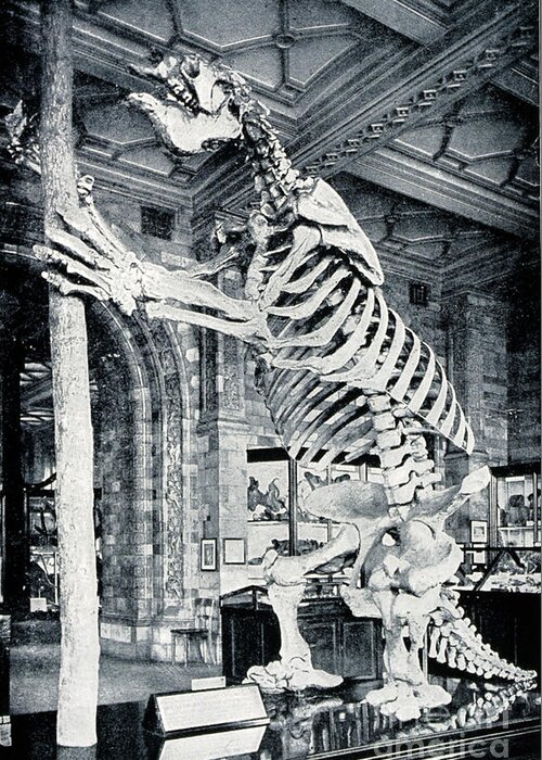 Animal Greeting Card featuring the photograph Skeleton Of South American Ground Sloth by Wellcome Images