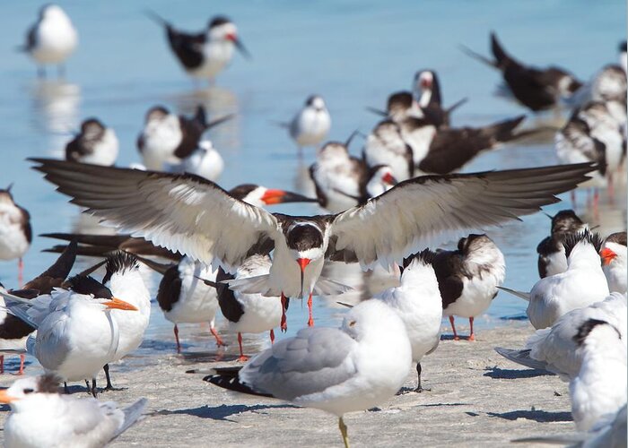 Black Skimmer Greeting Card featuring the photograph Skimmer Landing by David Beebe