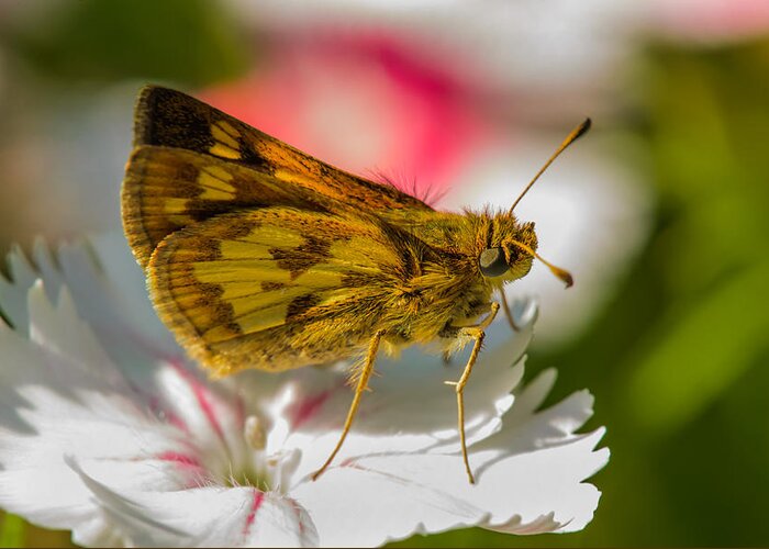 Nature Greeting Card featuring the photograph Skipper by Robert Mitchell