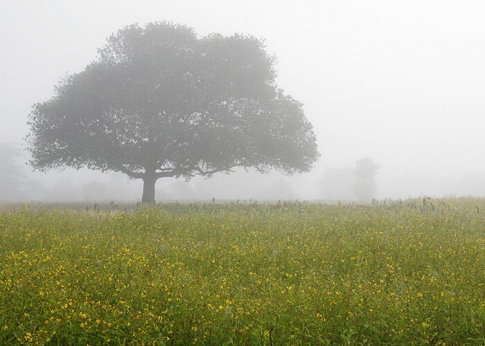 Fog Greeting Card featuring the photograph SKC 0056 Tree in Fog by Sunil Kapadia
