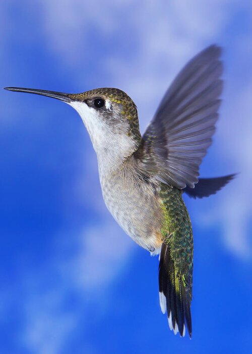 Ruby-throated Hummingbird Greeting Card featuring the photograph Sky Blue Flyer by Leda Robertson