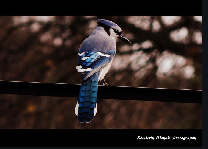 Blue Jay Greeting Card featuring the photograph Sky Blue Wings by Kimberly Woyak