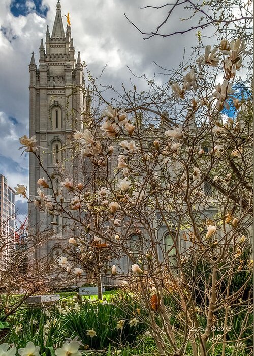 Slc Temple Photography Greeting Card featuring the photograph SLC Blossom Bush by La Rae Roberts